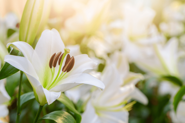 Lillies
